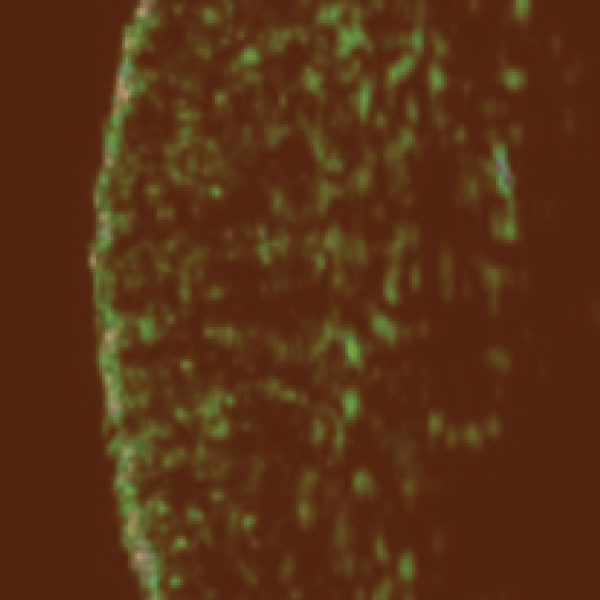Microscope image after using Elastic Lab