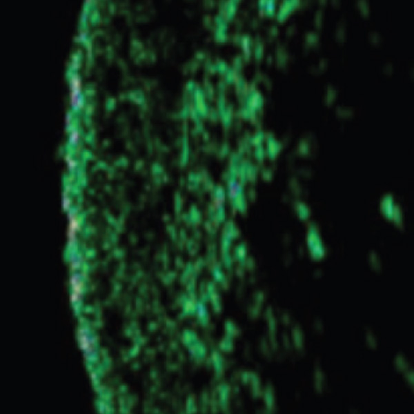 Microscope image before using Elastic Lab